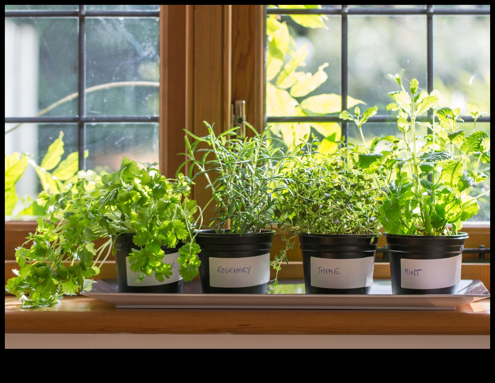 פלאי אדן החלון: טיפוח פלאי גינון מקורה