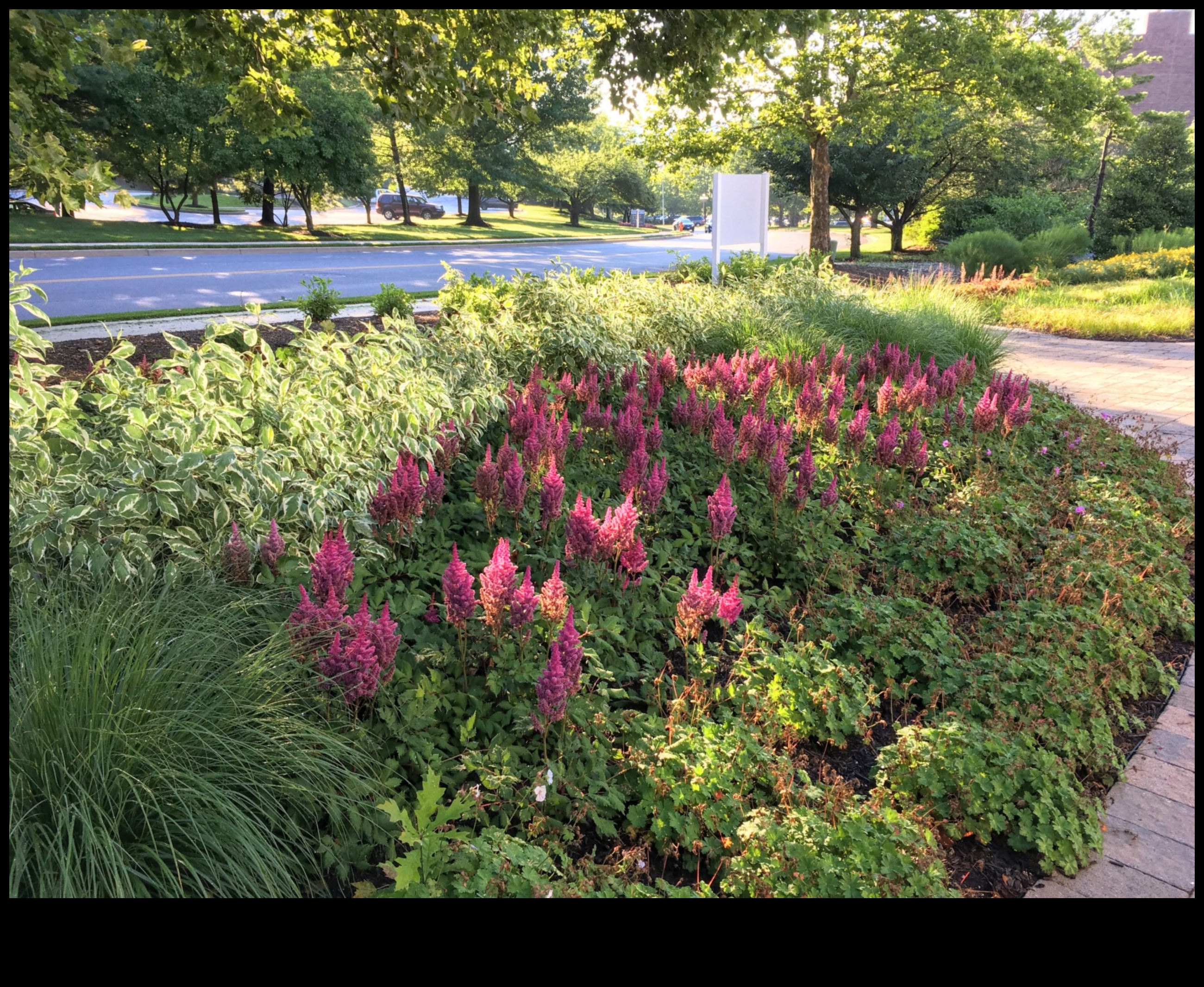 Buddy Blooms: הרם את המרחב שלך עם שתילה נלווית