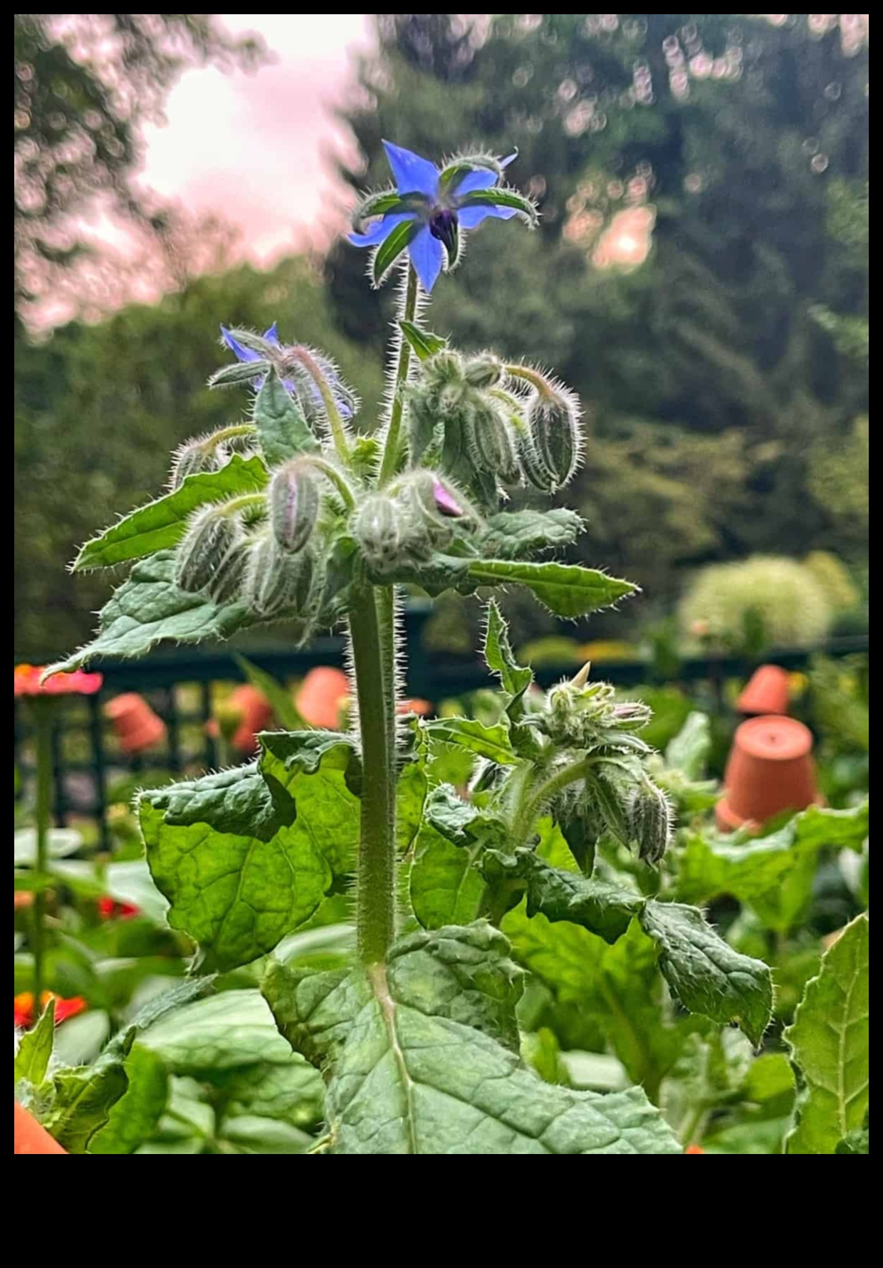 Buddy Blooms: הרם את המרחב שלך עם שתילה נלווית