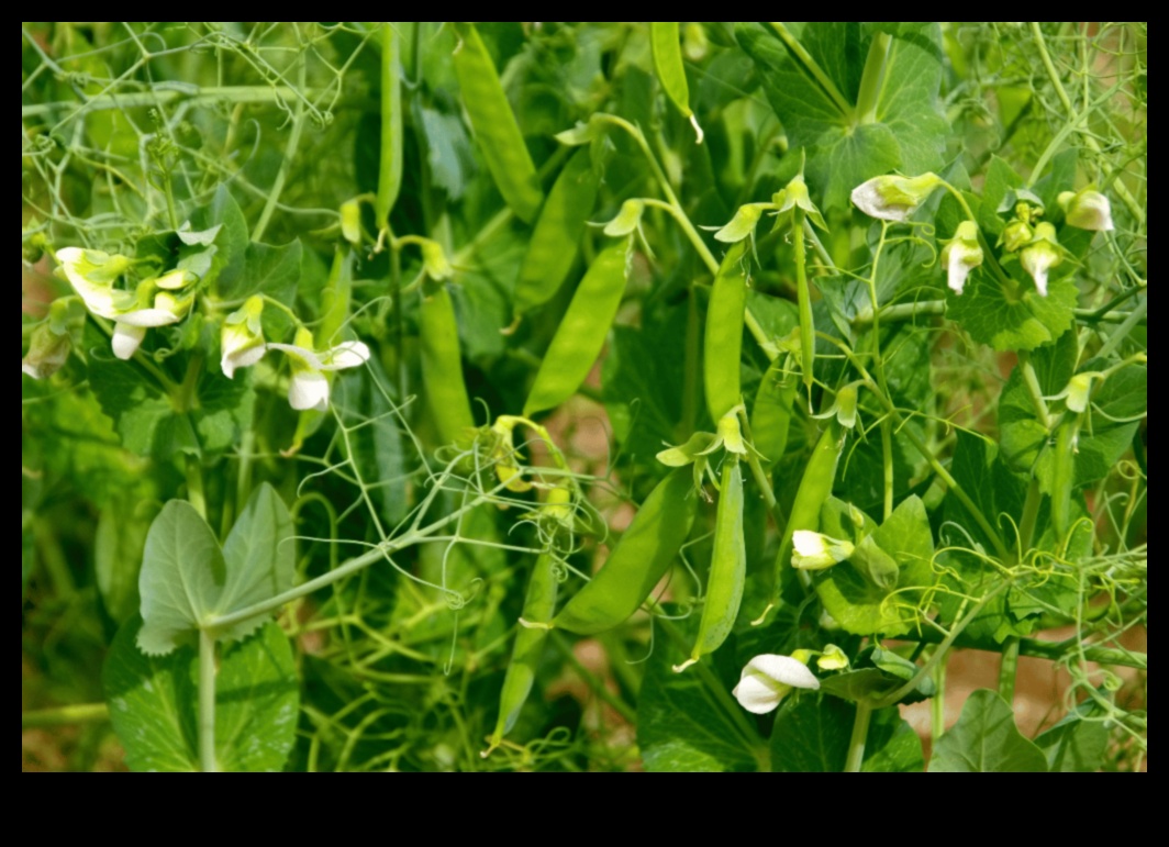 Companion Harmony: The Symphony of Thriving Gardens