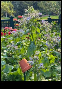 Buddy Blooms: הרם את המרחב שלך עם שתילה נלווית