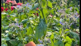 Buddy Blooms: הרם את המרחב שלך עם שתילה נלווית