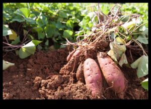 Companion Harmony: The Symphony of Thriving Gardens