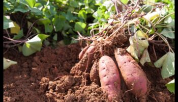 Companion Harmony: The Symphony of Thriving Gardens