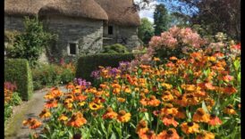 אבני חן סודיות בגן: חשיפת היופי של פריחת הקוטג'