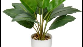 גן עדן בעציץ: גינון מקורה לכל מרחב מחיה