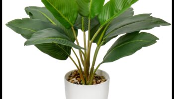 גן עדן בעציץ: גינון מקורה לכל מרחב מחיה