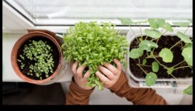 פלאי אדן החלון מגדלים מדשאה מקורה משלך 2 פלאי אדן החלון: טיפוח פלאי גינון מקורה